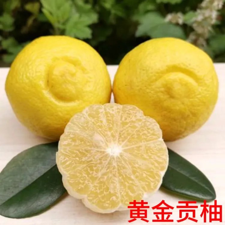 【黄金贡柚】小土球带本土保湿庭院盆栽地栽种植嫁接苗基地直发