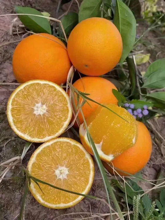 玲珑果果经60-65正宗赣南脐橙10斤装