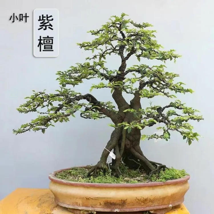老桩小叶紫檀树桩盆景客厅桌面高档盆栽黑骨茶吸甲醛净化空气植物