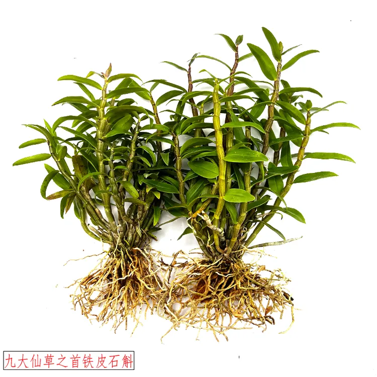 正宗温州雁荡山铁皮石斛苗室内室外都可以种植直销价格便宜