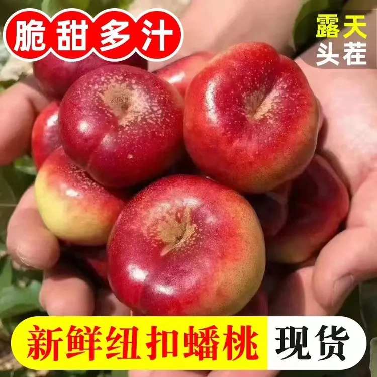 蒙阴纽扣蟠桃当季整箱孕妇水果蟠桃脆甜扁桃小桃子现摘现发油蟠桃