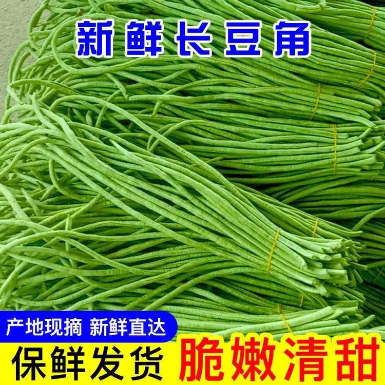 豆角【农家自种】新鲜长豆角豇豆现摘现发可做泡菜当季脆嫩长豆角