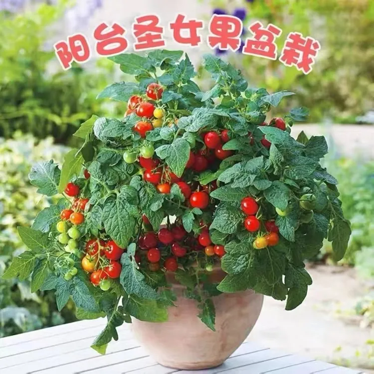 【矮生番茄种子】阳台蔬菜可观赏食用小樱桃番茄种子春季夏季简单