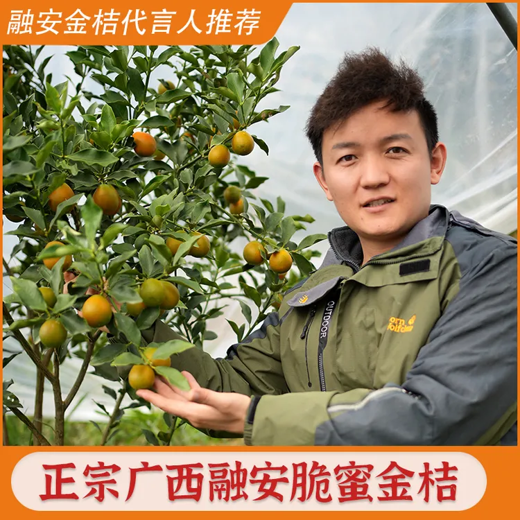 【预售/融安金桔代言人推荐】 脆蜜金桔第三代金桔广西融安水果纯甜