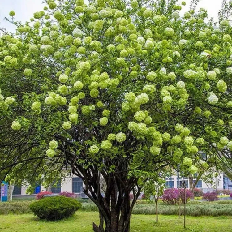 中华木绣球树苗庭院别墅花园室内外耐寒木本老桩植物盆栽花卉植物