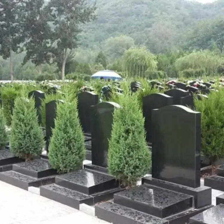 墓地松柏树苗塔柏蜀桧龙柏侧柏清明扫墓子孙树耐寒四季常青绿化苗