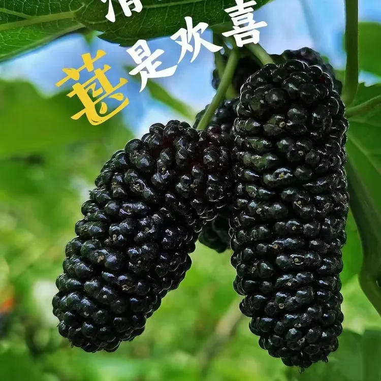 桑葚树苗特大号长果白桑嫁接树苗台湾桑南北方种盆栽地栽桑葚树苗