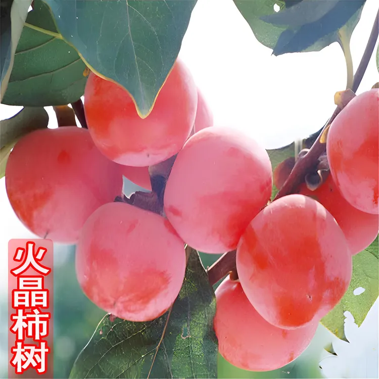 火晶柿子苗 树苗嫁接果树苗南北方种植盆栽地栽火晶柿甜柿子树苗