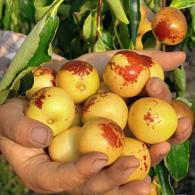 枣树活苗南北方种植特大庭院嫁接冬枣地栽带土果苗当年结果新品种