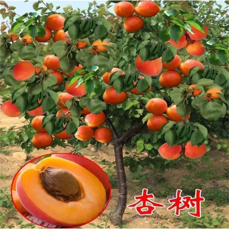 杏树果苗嫁接苗果树盆栽活苗当年结果庭院种植南方北方甜杏子树苗