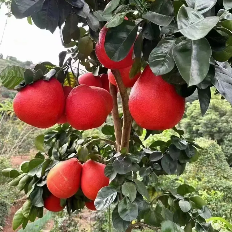 柚子树苗泰国三红柚苗暹罗红柚果树苗南方庭院阳台栽种大苗带土球