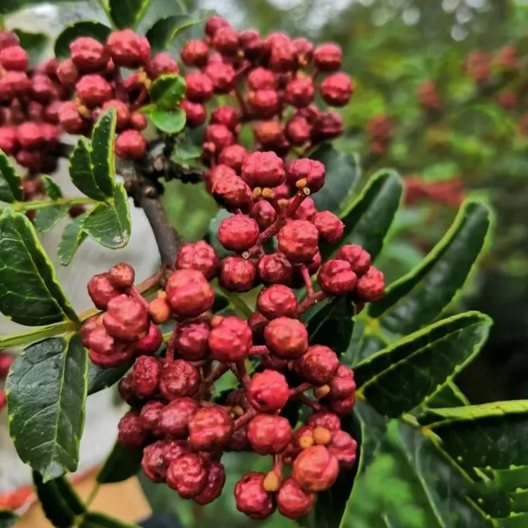 花椒树苗大红袍花椒苗四川食用麻椒苗盆栽地栽无刺花椒