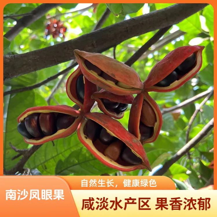【南沙凤眼果】苹婆果富贵子九层皮咸淡水种植新鲜采摘果香新鲜水果
