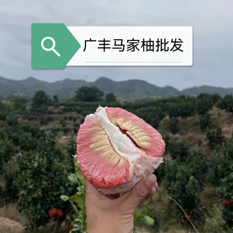 正宗广丰马家柚批发90%大籽一代09年老品种（不是老顾客不要拍）