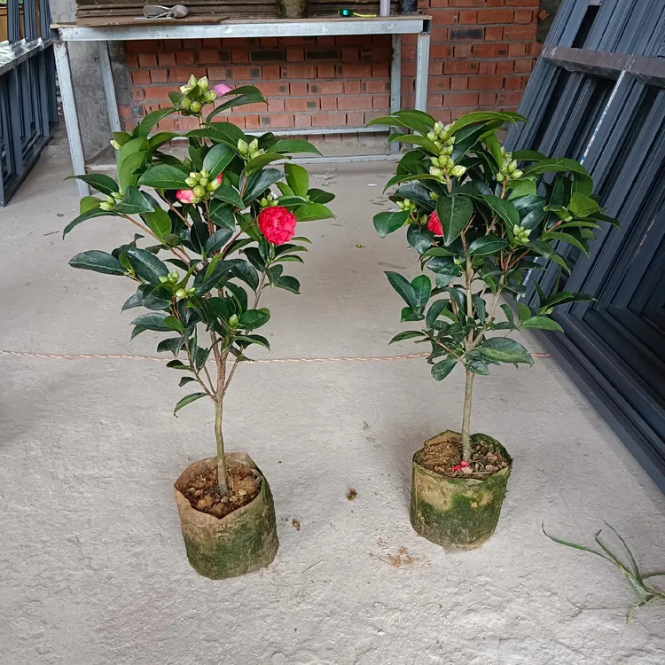 四季茶花夏日七心重瓣中国红四季开花带花苞盆栽庭院