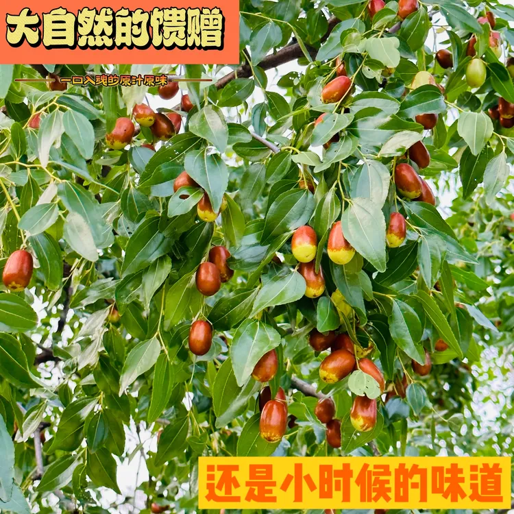 大枣朝阳大枣净重3-5斤甜美口感酸甜甜脆鲜美皮薄鲜嫩