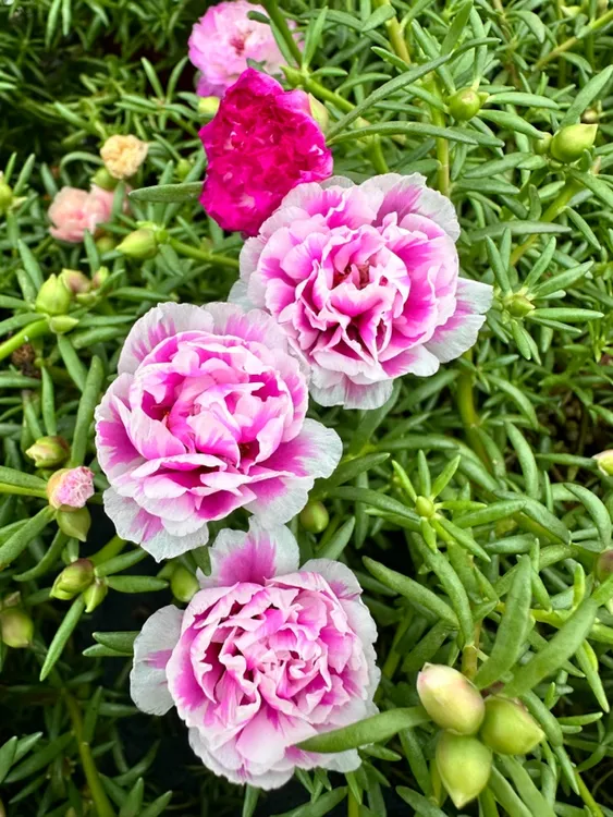 基地直发宿根重瓣多色太阳花