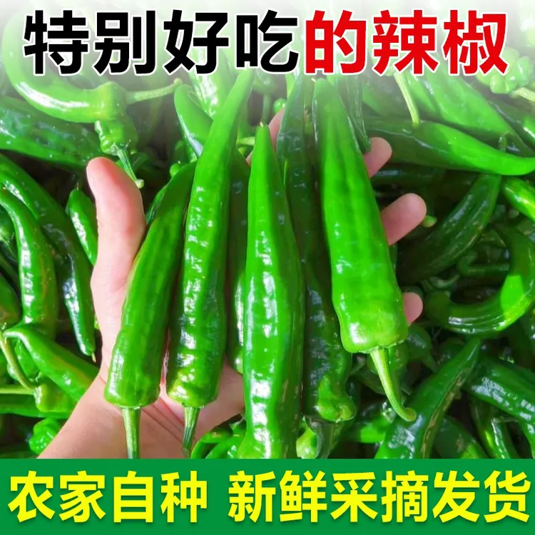 正宗新鲜特辣辣妹子辣椒超级辣特别辣薄皮青尖椒魔鬼辣腌制蘸酱