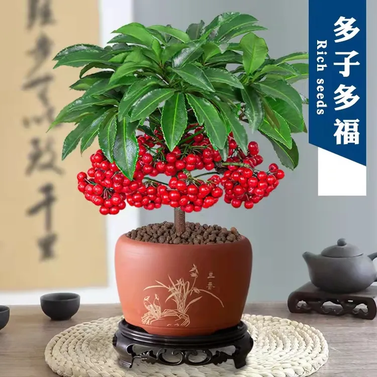 富贵籽盆栽黄金万两玉满堂多子多福盆景室内阳台客厅四季植物花卉