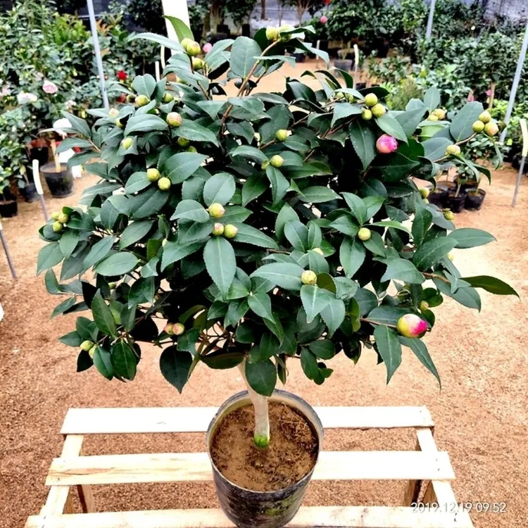 香妃茶花盆栽带花苞浓香型树苗四季室内外好养阳台花卉庭院带花苞