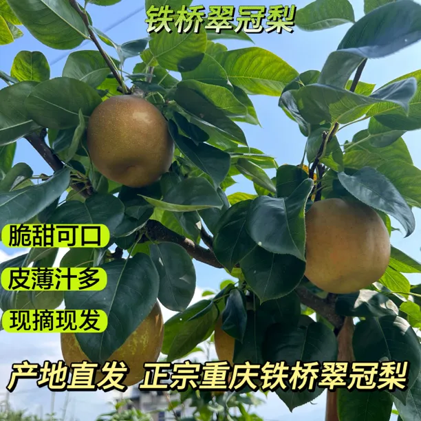 重庆开州铁桥翠冠梨青梨鲜甜多汁新鲜水果包邮现摘现发水果