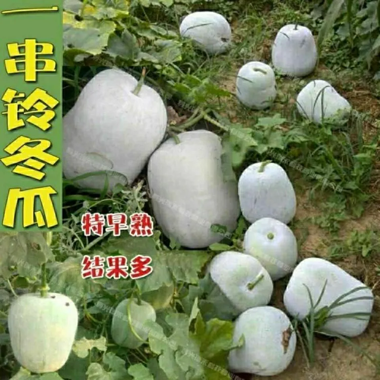 一串铃冬瓜种子粉皮白皮迷你小冬瓜种籽四季庭院盆栽蔬菜种子
