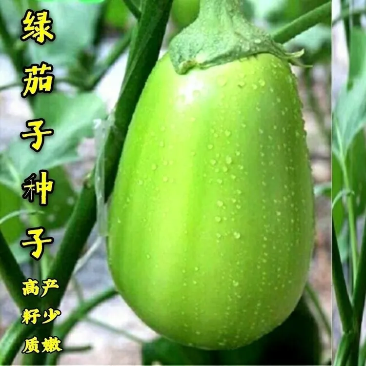 绿茄子种子青茄子大绿茄种籽四季蔬菜种孑耐寒四季种青皮茄子