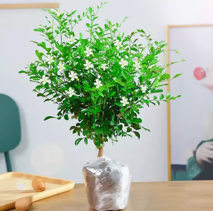 九里香浓香型花卉四季开花植物净化空气驱蚊吸甲醛花卉绿植盆栽