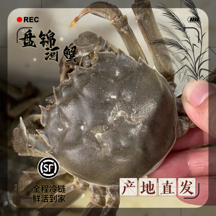 【顺丰包邮】亮哥盘锦河蟹 2.3-2.6大母蟹 10只 产地直发
