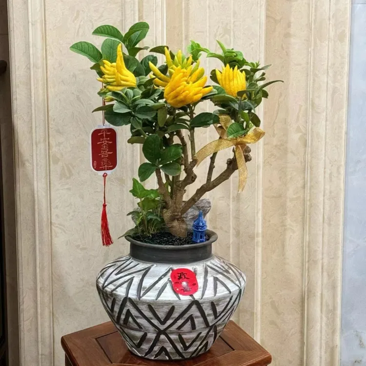 佛手树盆栽带果佛手柑树苗可食用金华佛手瓜办公室庭院盆景植物