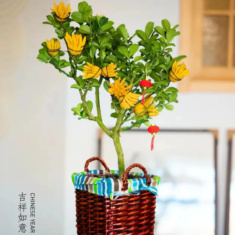 佛手柑盆栽带果千指佛手苗金华佛手苗南北方种植特大果香橼果树苗