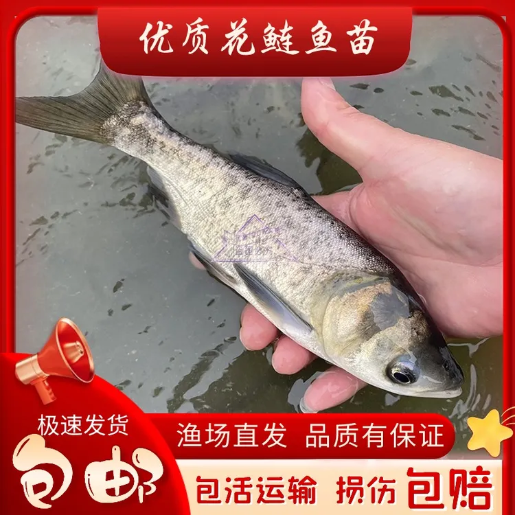 大头鱼花鲢鱼胖头鱼鳙鲢鱼包活包邮渔场直发