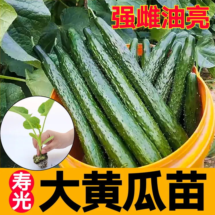 强雌油亮大黄瓜苗秧带土球全雌水果黄瓜旱黄瓜种子籽四季盆栽高产