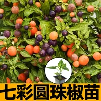 观赏食用七彩圆珠椒苗秧带土多彩小圆椒美人椒朝天椒魔鬼辣椒种子
