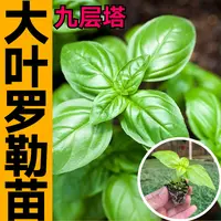 山东寿光大叶甜罗勒秧苗紫绿罗勒九层塔种籽药食两用四季阳台盆栽