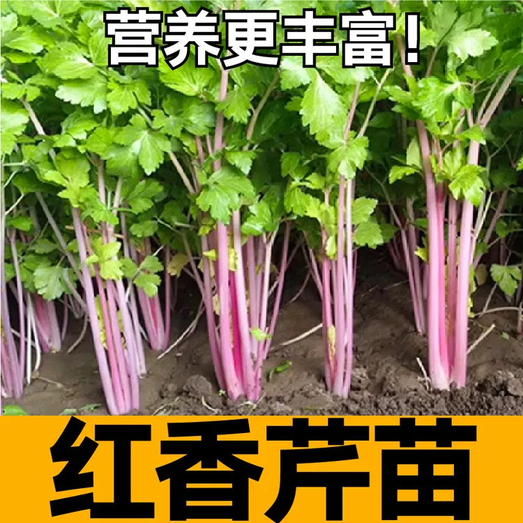 寿光红香芹菜苗秧带土球四季春秋阳台盆栽脆嫩高产西芹种子蔬菜苗