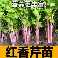 寿光红香芹菜苗秧带土球四季春秋阳台盆栽脆嫩高产西芹种子蔬菜苗