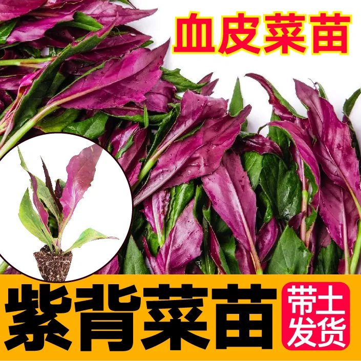 天然补血菜紫背天葵秧苗野生血皮菜红凤菜观音菜秋海棠龙虎叶菜苗