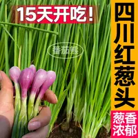 四川正宗火葱头小香葱红皮葱头铁葱四季盆栽阳台庭院新鲜葱香浓郁