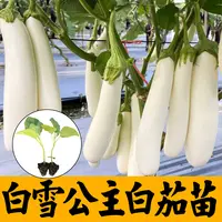 香糯好吃白雪公主长茄子苗秧种子白色茄子嫁接紫黑长圆茄阳台盆栽