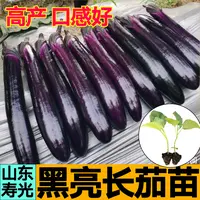寿光黑亮长茄苗秧带土球黑圆茄白绿长茄杭茄竹丝茄子种子四季盆栽