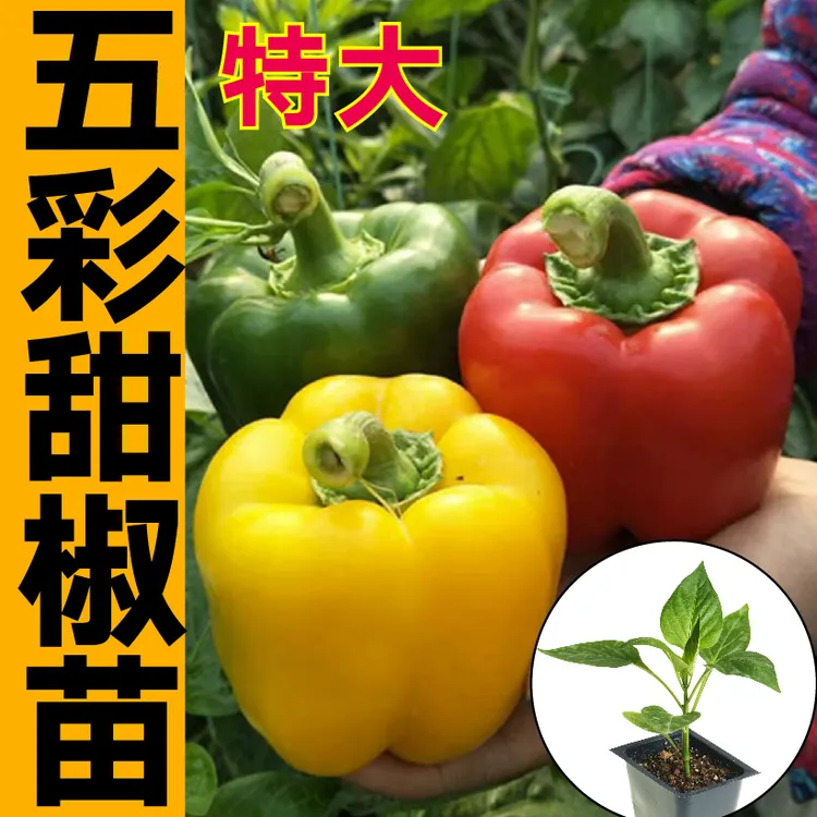 特大五彩甜椒苗秧带土球盆栽青红黄绿太空椒水果椒圆方椒辣椒种子