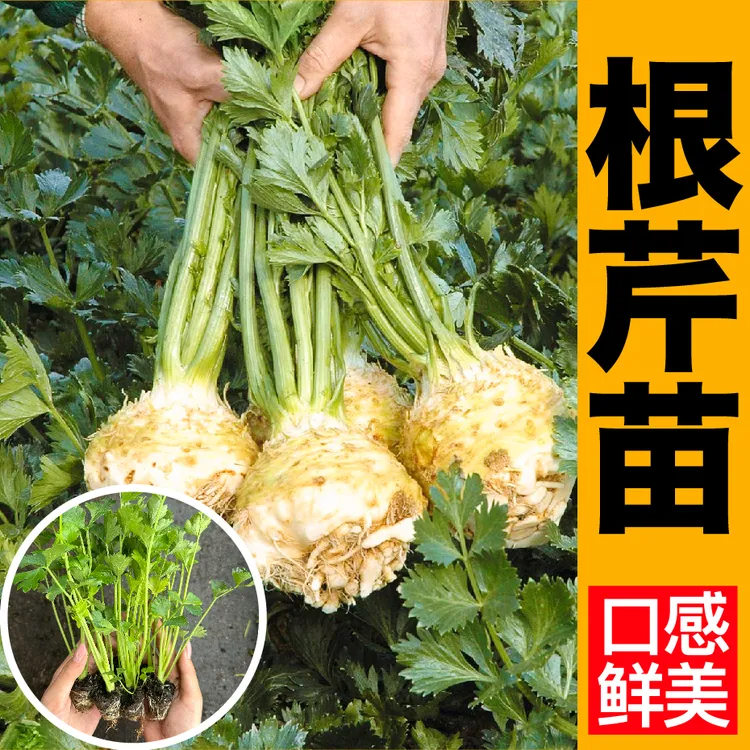 寿光根芹苗秧带土球地中海根芹西芹香芹洋芹玻璃芹菜种子四季盆栽