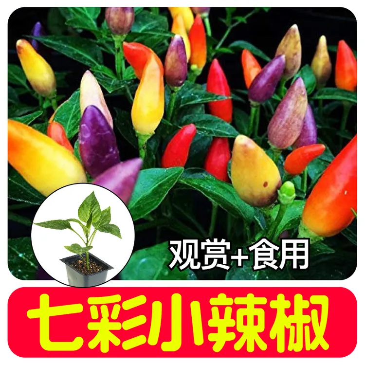 七彩多彩小尖椒苗秧多彩六彩小辣椒种子四季春秋盆栽食用观赏颜值