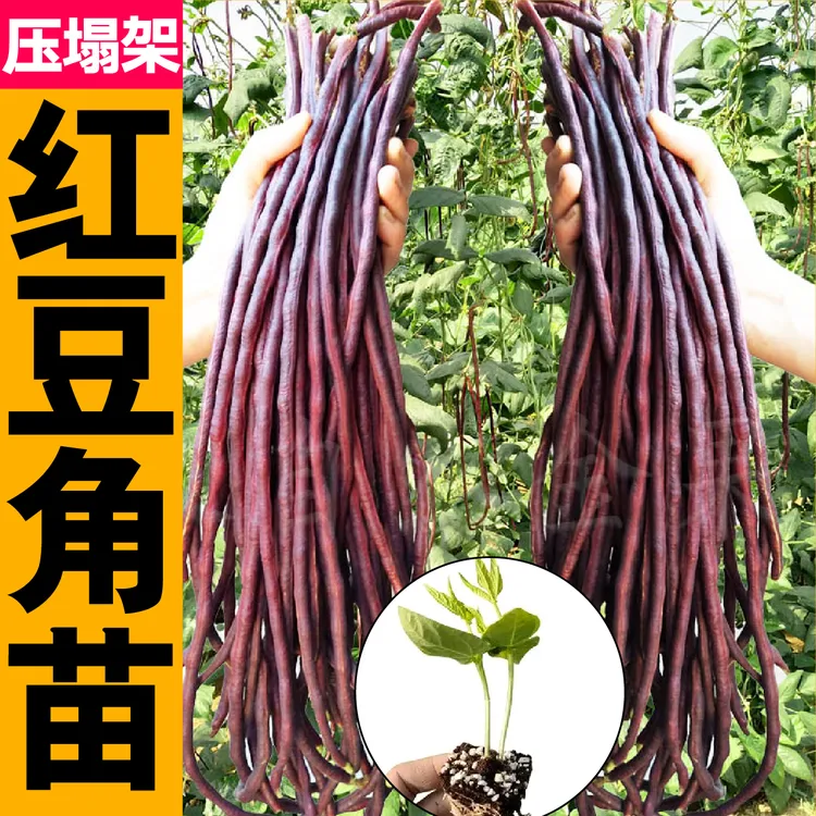 压塌架红长豆角苗秧带土球春秋四季盆地栽豇豆苗种子籽高产摘不败