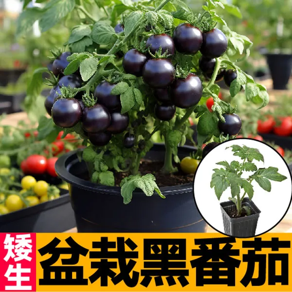 高产盆栽矮生黑小番茄苗秧带土观赏食用矮生黑红黄樱桃圣女果种子