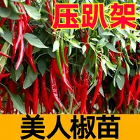 压趴架香辣美人椒苗秧种子干鲜青红两用高产春秋四季阳台盆栽带土