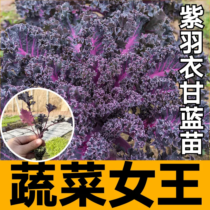 蔬菜女王紫色羽衣甘蓝苗秧带土球四季盆栽紫绿粉羽衣甘蓝种子籽