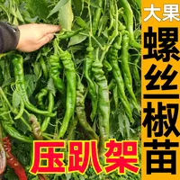 压趴架大果螺丝椒苗秧种子巨型陇椒春秋四季盆栽香辣青椒线椒尖椒