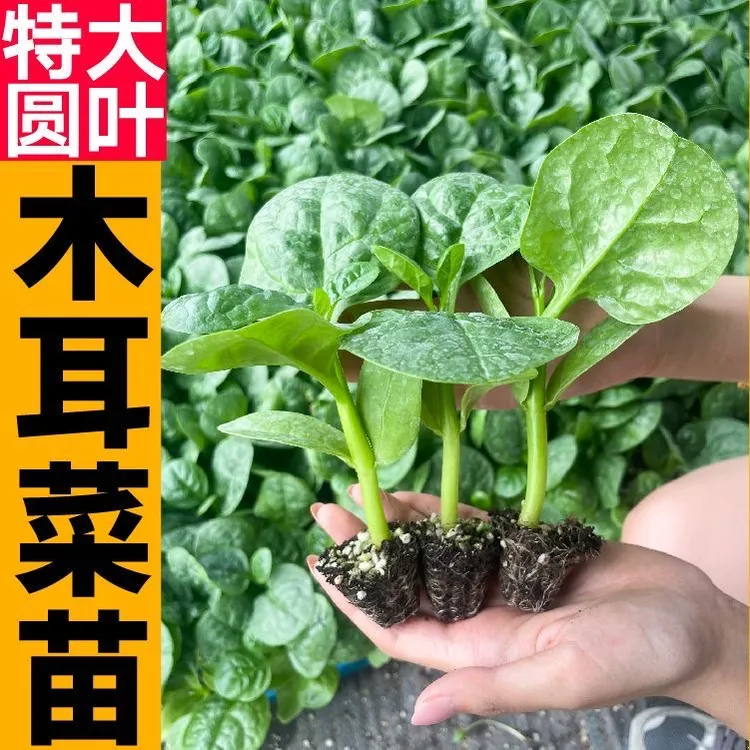 寿光肥头大耳圆叶木耳菜秧苗种子无限采收四季种植阳台盆栽豆腐菜